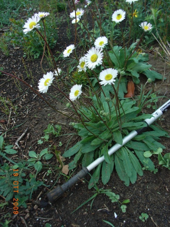 Bellis perennis